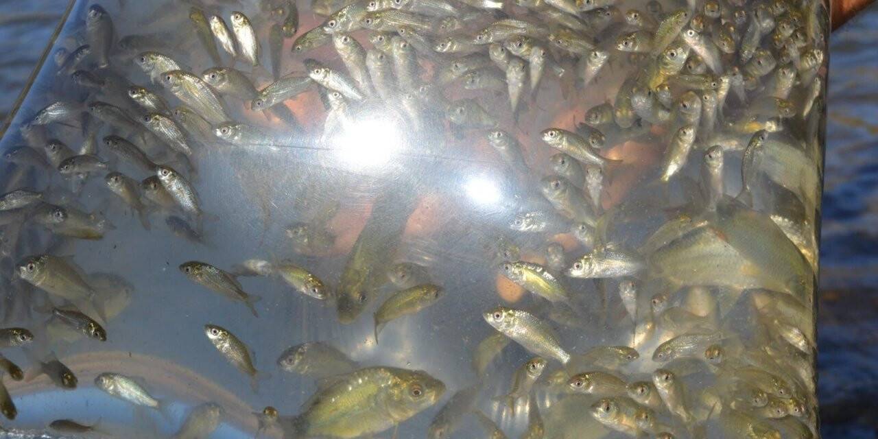 Konya’da göletler balıklandırıldı