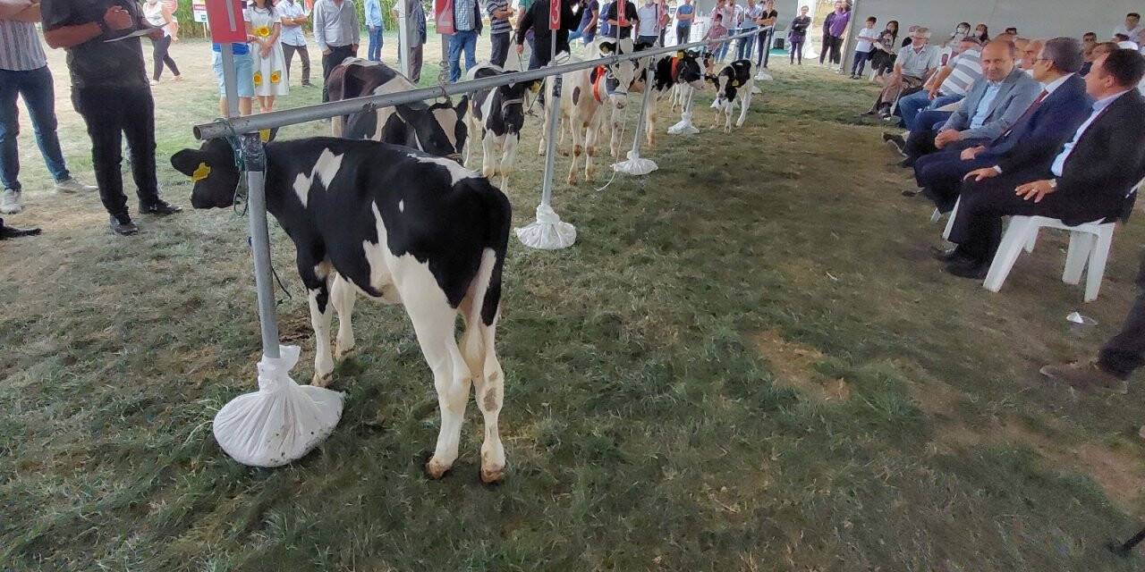 Tekirdağ'da 'Buzağı Güzellik Yarışması'
