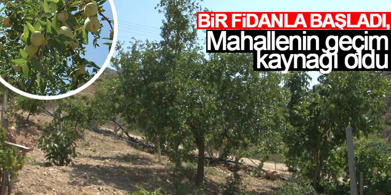 Bir fidanla başladı, mahallenin geçim kaynağı oldu