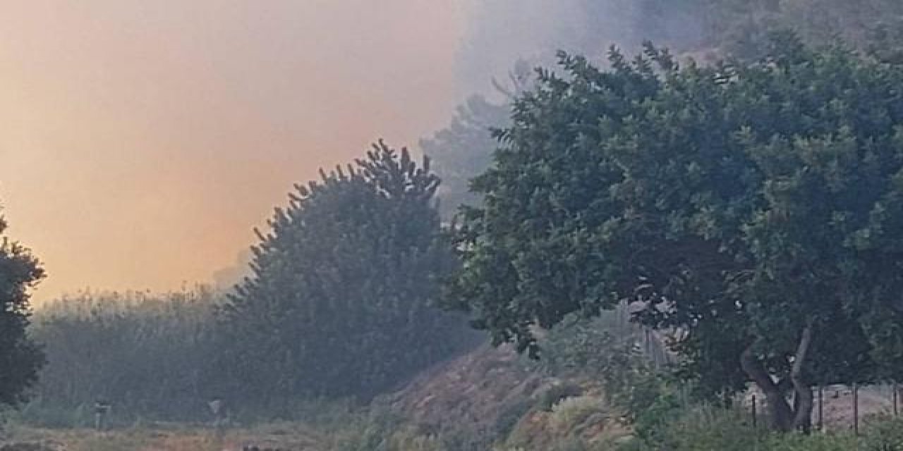 Aydın'da ormanlık alanda yangın çıktı