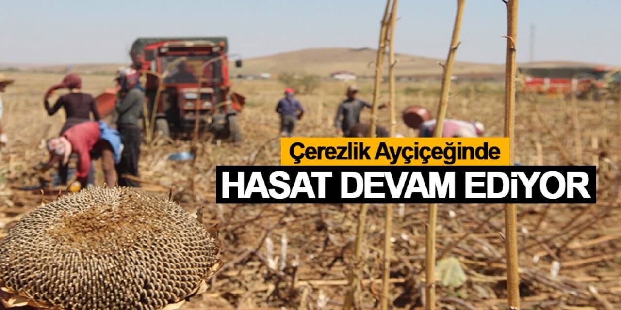 Konya'da çerezlik ayçiçeğinde hasat devam ediyor