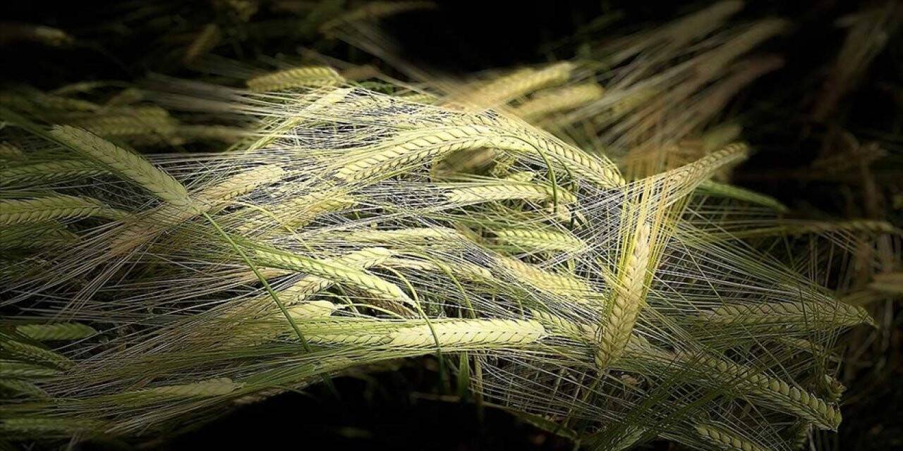 Tescilli arpa çeşidi 'Yağmur' verimiyle çiftçinin yüzünü güldürecek