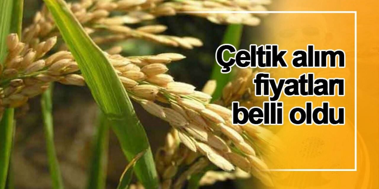 Çeltik alım fiyatları belli oldu
