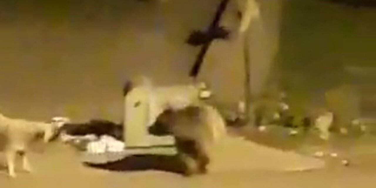 Aç kalan ayı, çöp konteynerinde yiyecek aradı
