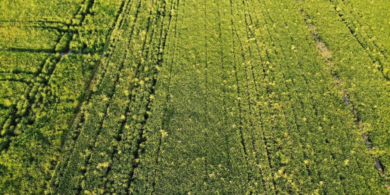 Cumhurbaşkanı açıkladı, çeltik üreticilerinin yüzü güldü