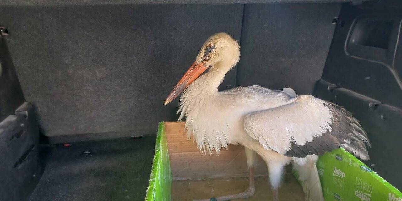 Konya’da yaralı bulunan leylek tedavi altına alındı