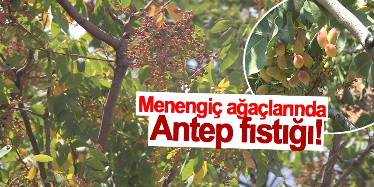 Konya'da menengiç ağaçlarında Antep fıstığı!
