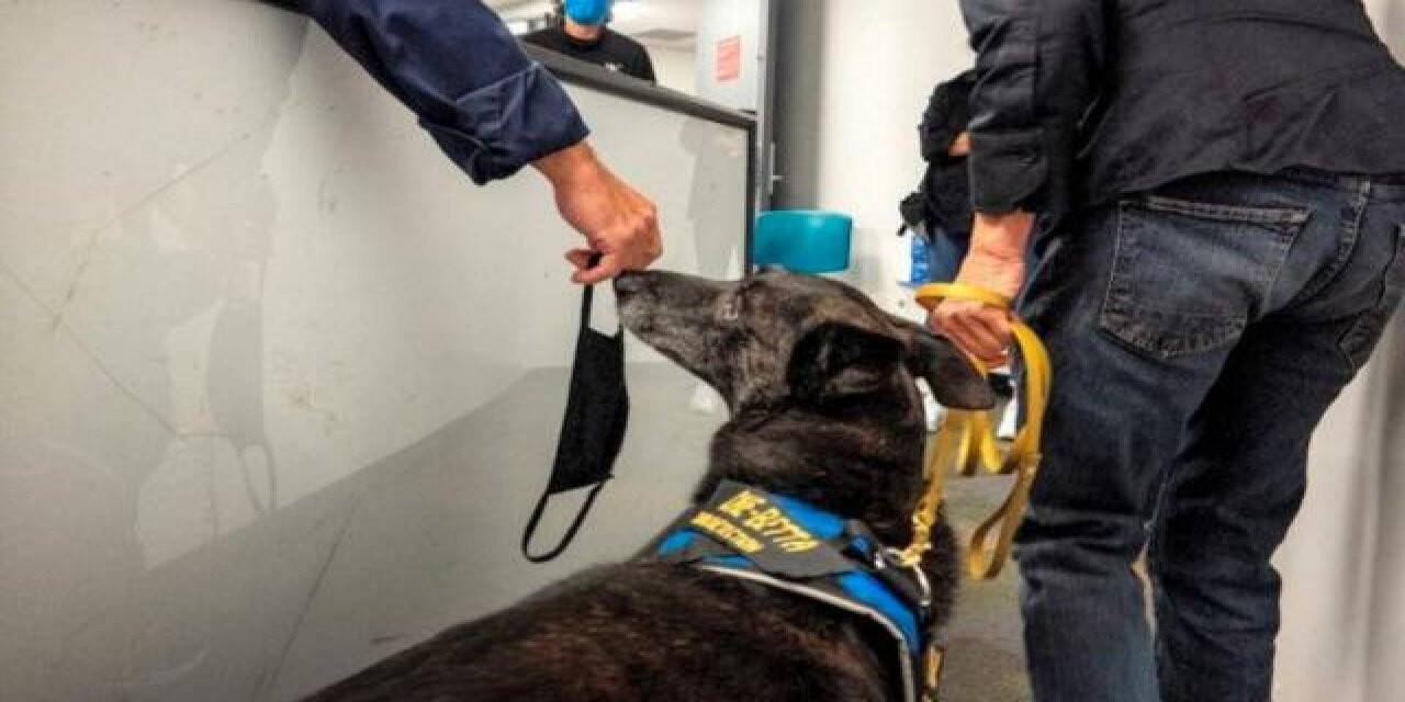 Koronavirüs tespitini köpekler yapıyor
