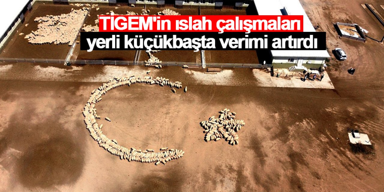 TİGEM'in ıslah çalışmaları yerli küçükbaşta verimi artırdı