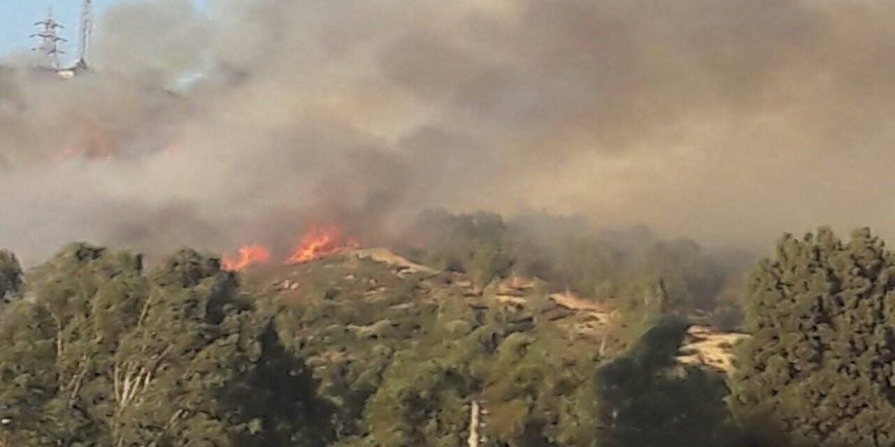 İzmir’de ormanlık alanda çıkan yangın kontrol altında