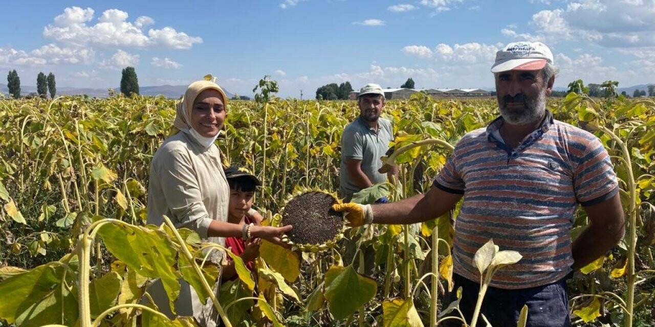 Patatesten sonra ayçiçeği