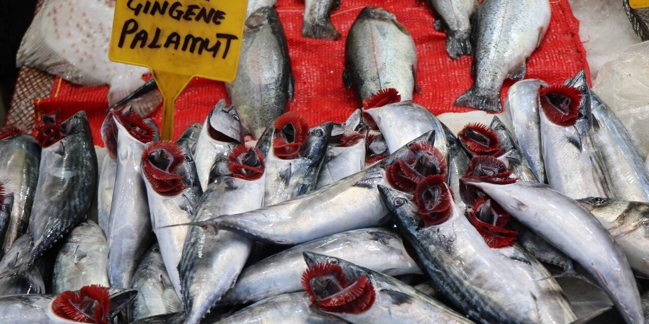 Karadeniz’in nazlı balığı palamuttan iyi haber
