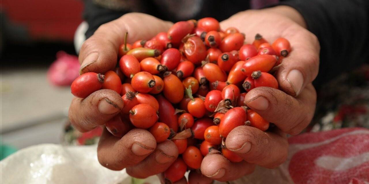 Kıpkırmızı kuşburnu şifa arayanlar için toplandı