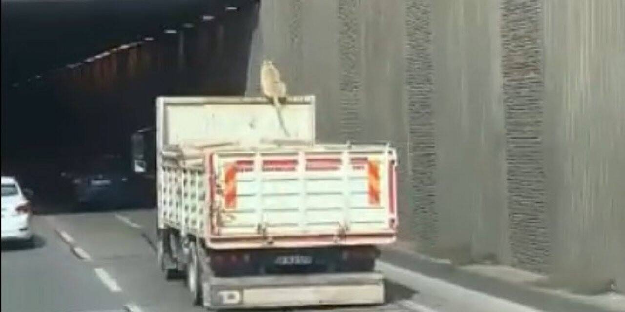 Kamyon üzerinde seyahat eden köpek şoke etti