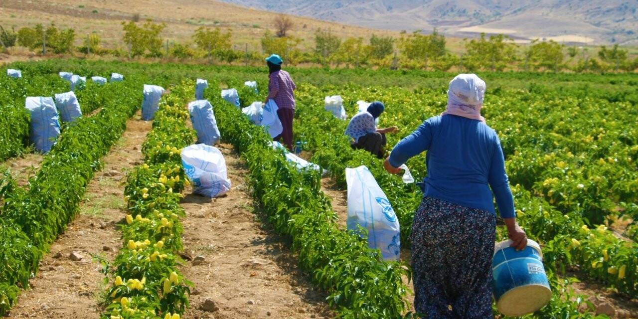 Marketlerdeki fahiş fiyata kızdı, tarlasını vatandaşlara açtı