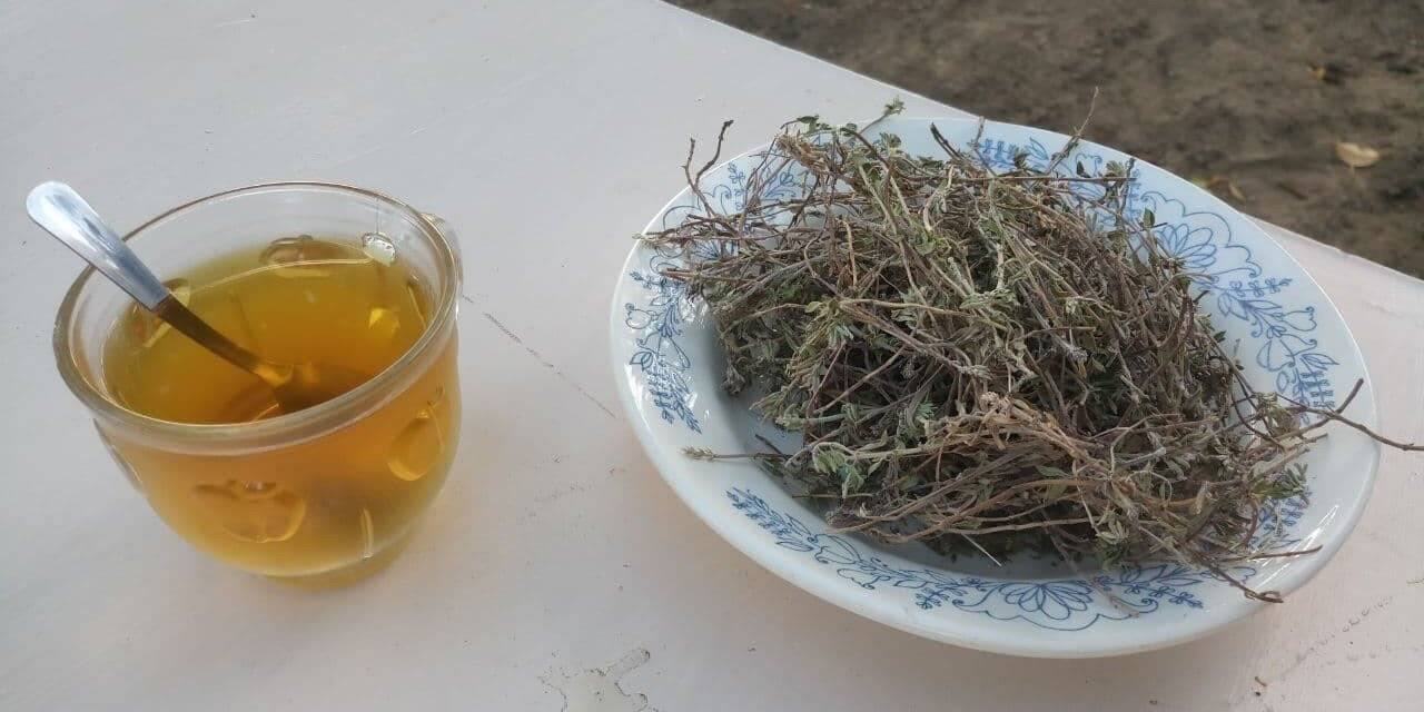 Dağlardan toplanan kekik şifa oluyor