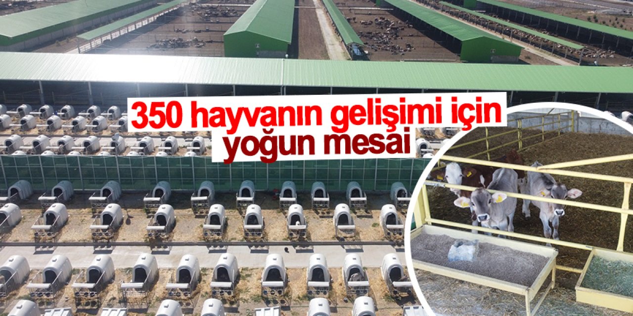 Konya'da 350 buzağının barındığı kreşte hayvanlara ilgi üst düzey