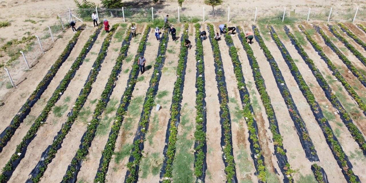 İhtiyaç sahibi ailelere çilekli destek