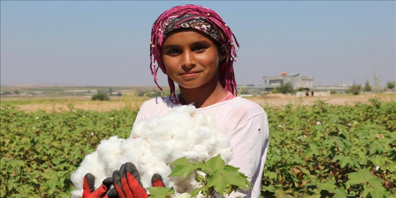 Şanlıurfa'da 'beyaz altın' hasadı başladı
