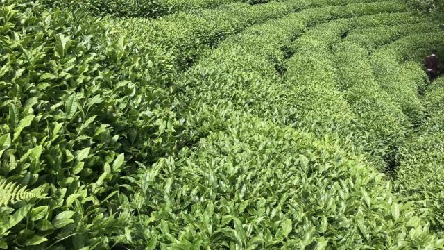 Türkiye'den 110 ülkeye 11,9 milyon dolarlık çay ihraç edildi