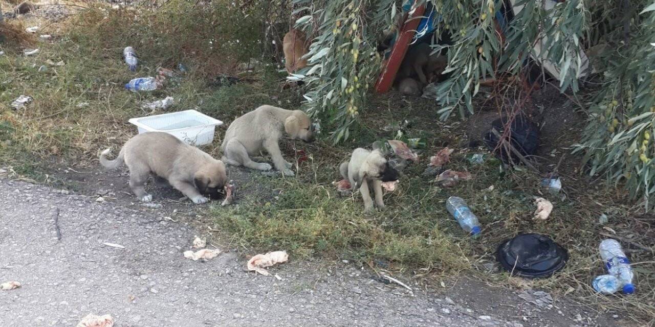 30’a yakın yavru köpeği yol kenarına bırakıp kaçtılar