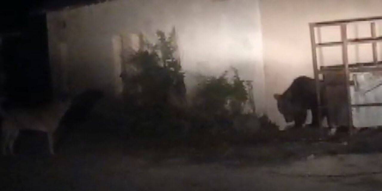 Ayılar çöplükte yiyecek aradı