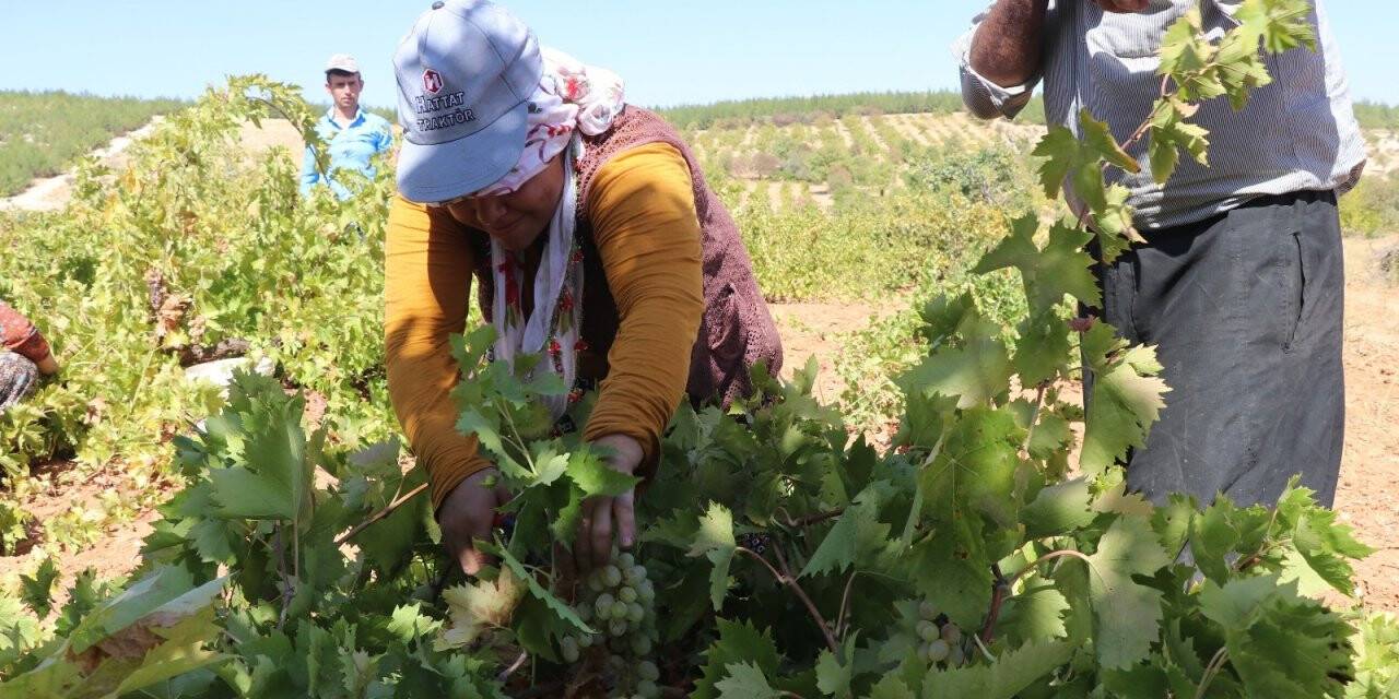 Üzüm tarlada 3,5, markette 10 TL