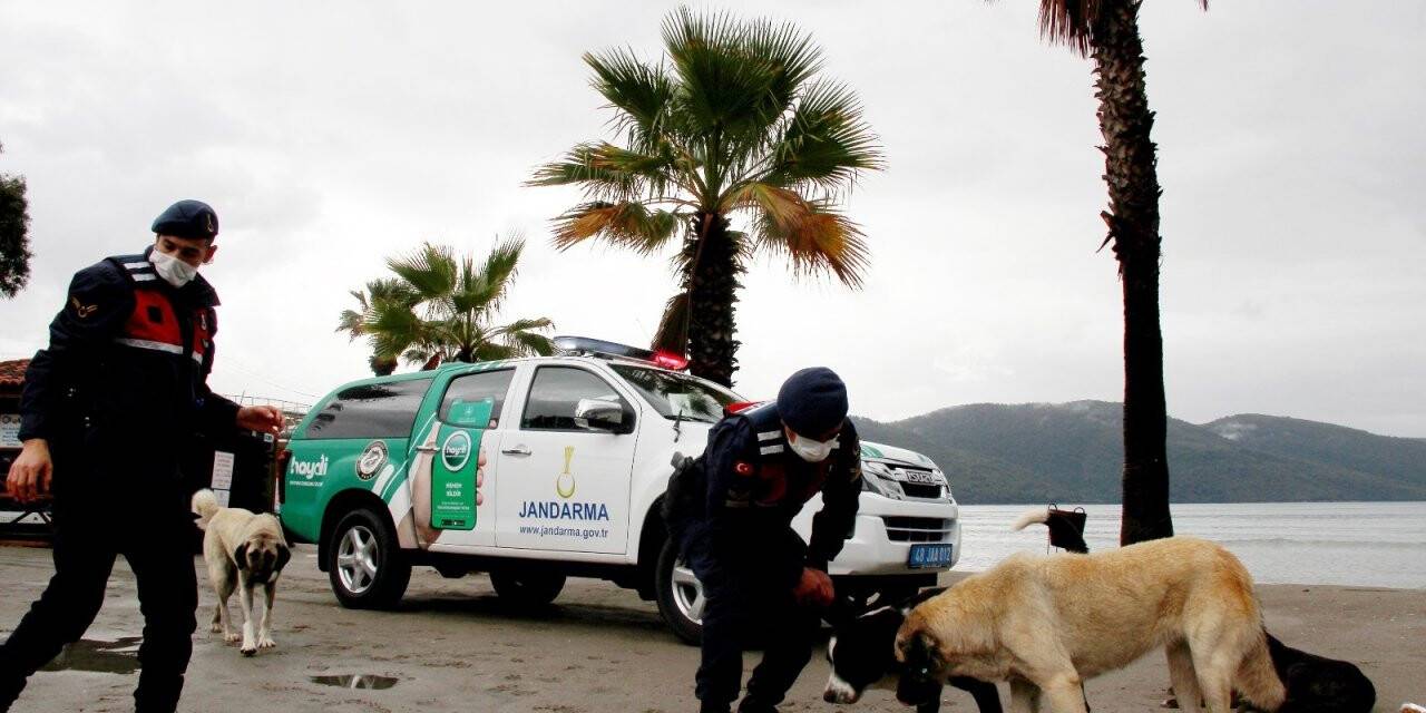 Kedi ve köpeklere mikroçip