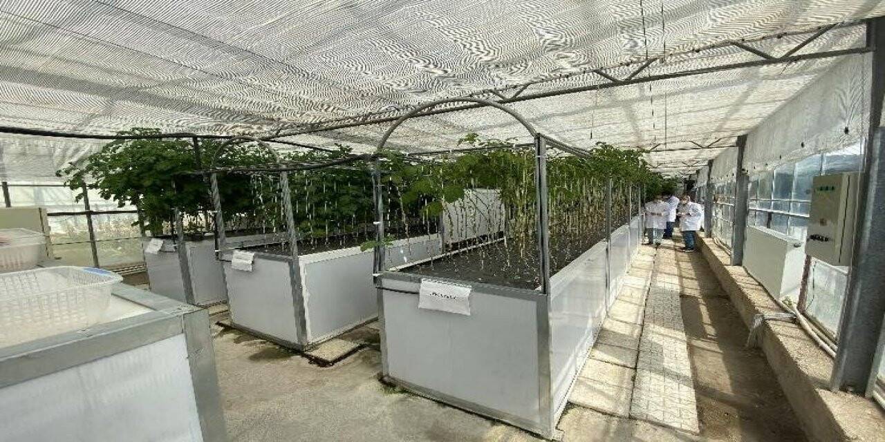 Havada, suda ve karada patates yetişiyor
