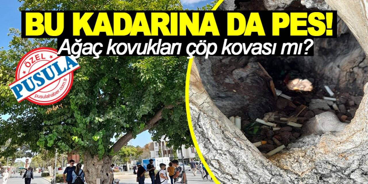 Ağaç kovukları çöp kovası mı? Bu kadarına da pes!