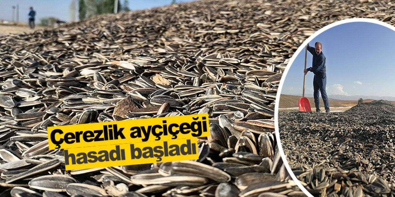 Konya'da çerezlik ayçiçeği hasadı başladı