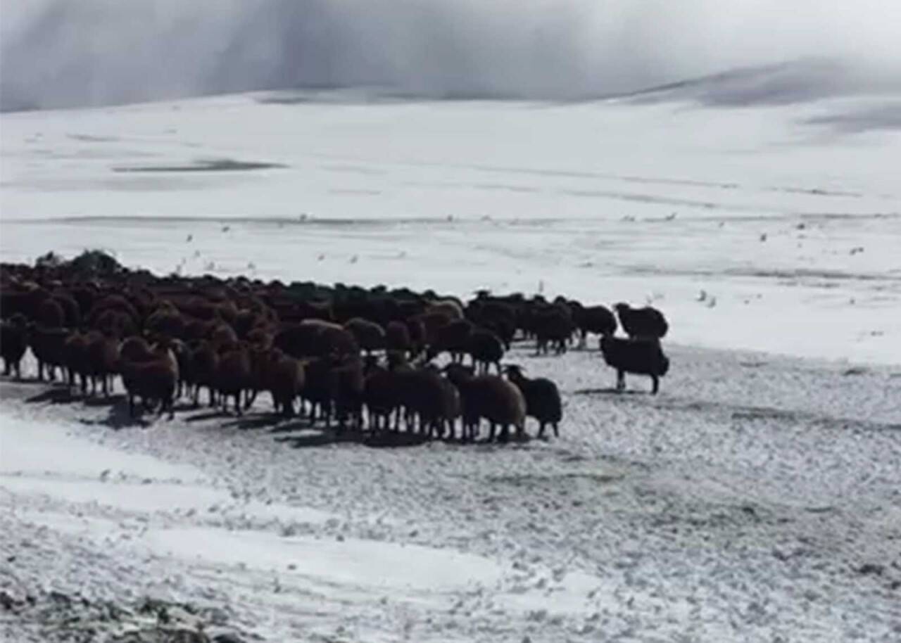 Kar ve tipide mahsur kalan yaylacılar ve koyun sürüsü kurtarıldı