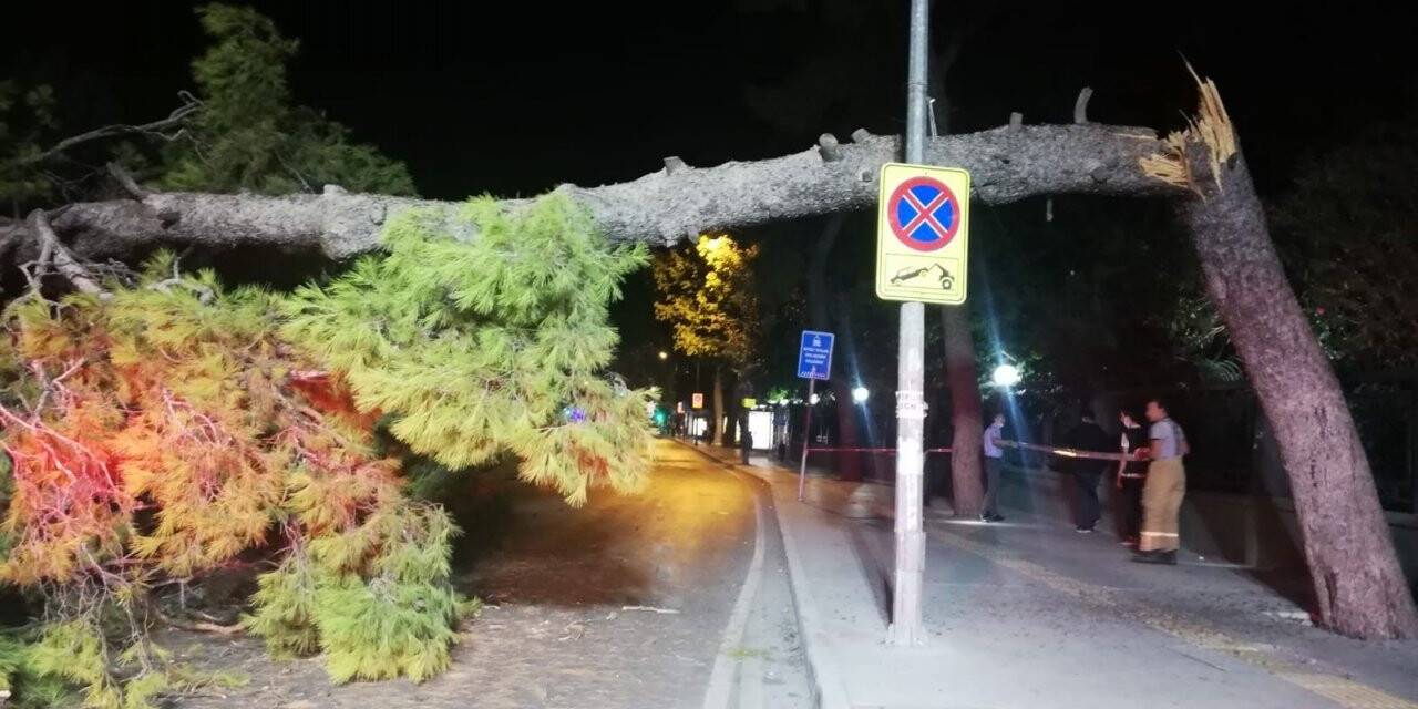 Çam ağacı devrildi, tramvay seferleri durdu