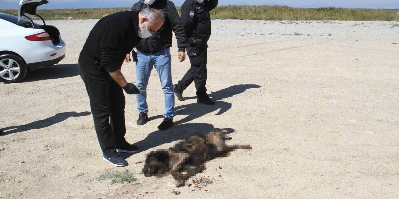 Sosyal medyada yakıldığı iddia edilen köpeğe araba çarpmış