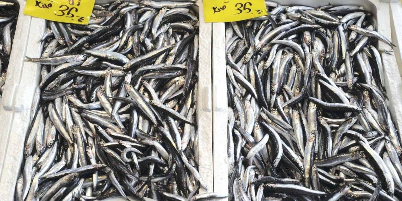 Hamsinin fiyatı düşmüyor, lüferde bolluk var