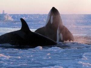Tepkilere Rağmen Japonya Vazgeçmiyor!
