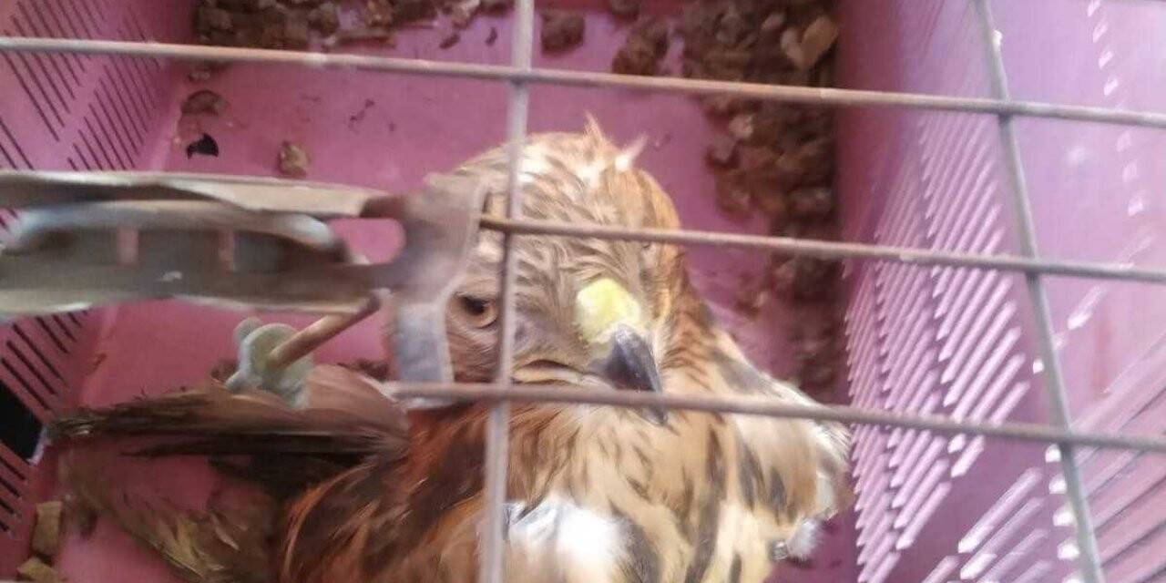 Yaralı Kızıl şahin koruma altına alındı