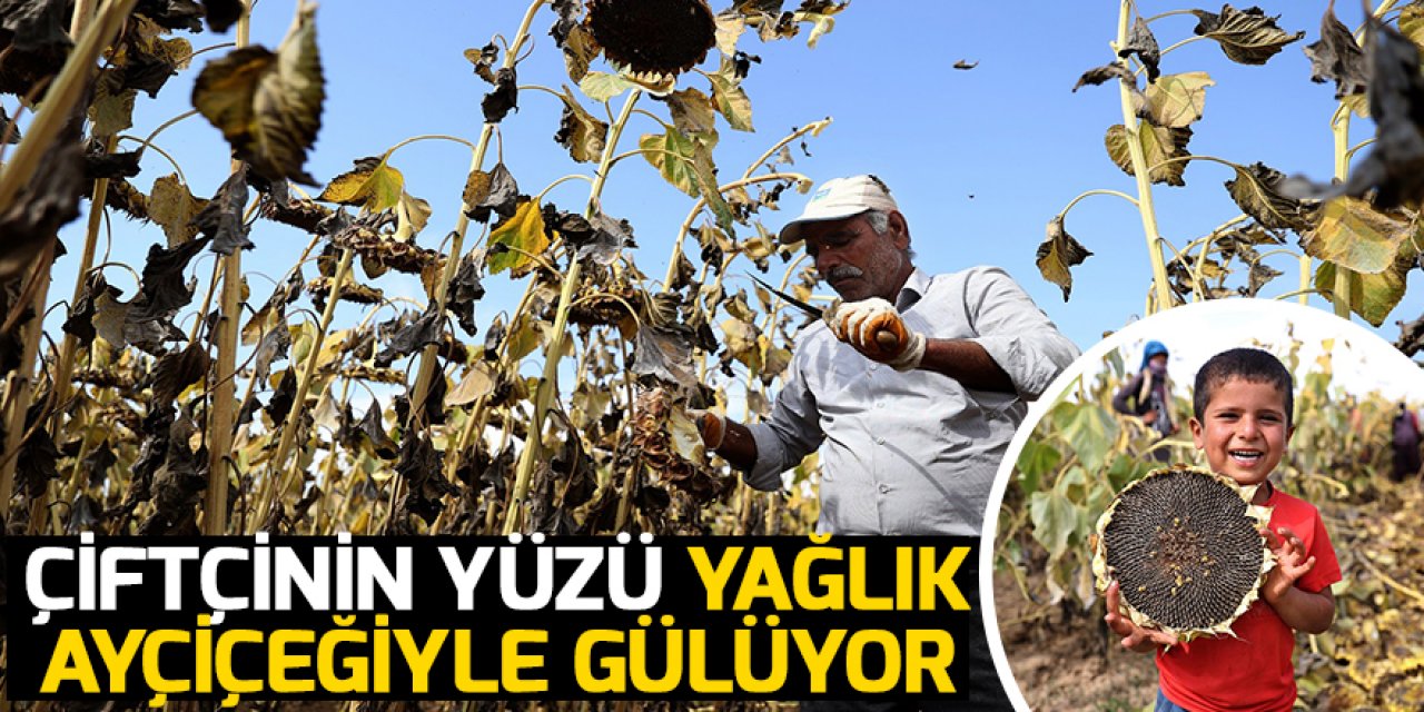 Konya Ovası'nda yağlık ayçiçeği verimiyle çiftçinin yüzünü güldürüyor