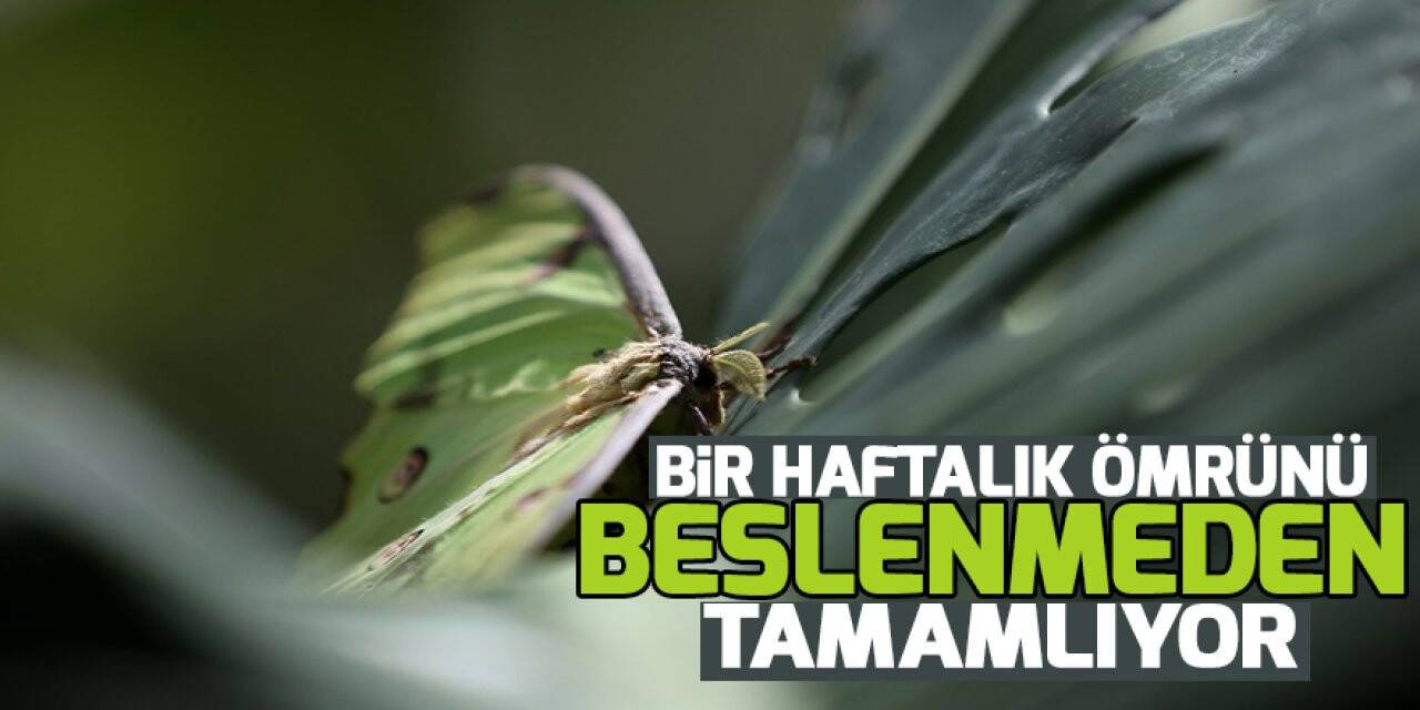 Konya'daki kelebek bahçesinin yeni üyesi, bir haftalık ömrünü beslenmeden tamamlıyor