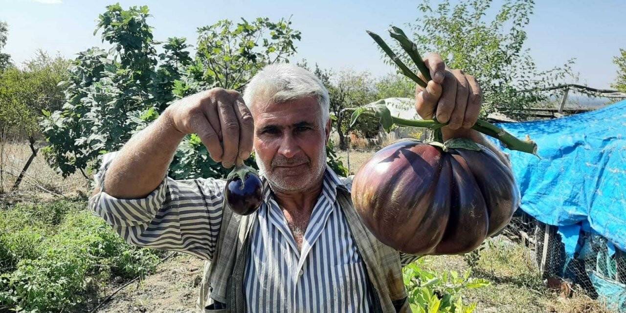 Bahçesinde yetiştirdiği 3 kiloluk patlıcan görenleri şaşırttı