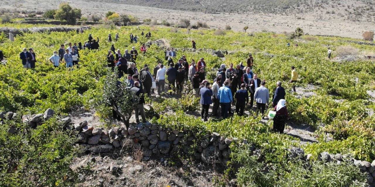 Aksaray’da festivalle bozulan bağlardaki üzümler pekmeze dönüştü
