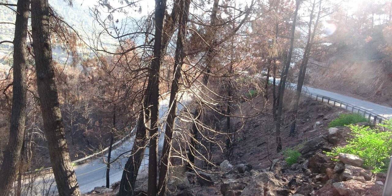 Muğla’da orman yangınları sonrası doğa küllerinden doğuyor