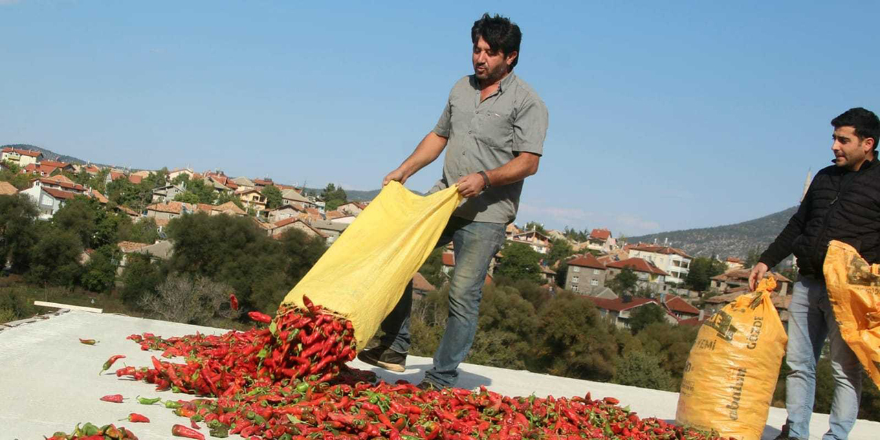 Konyalı muhtar, deneme amaçlı isot biberi yetiştirdi