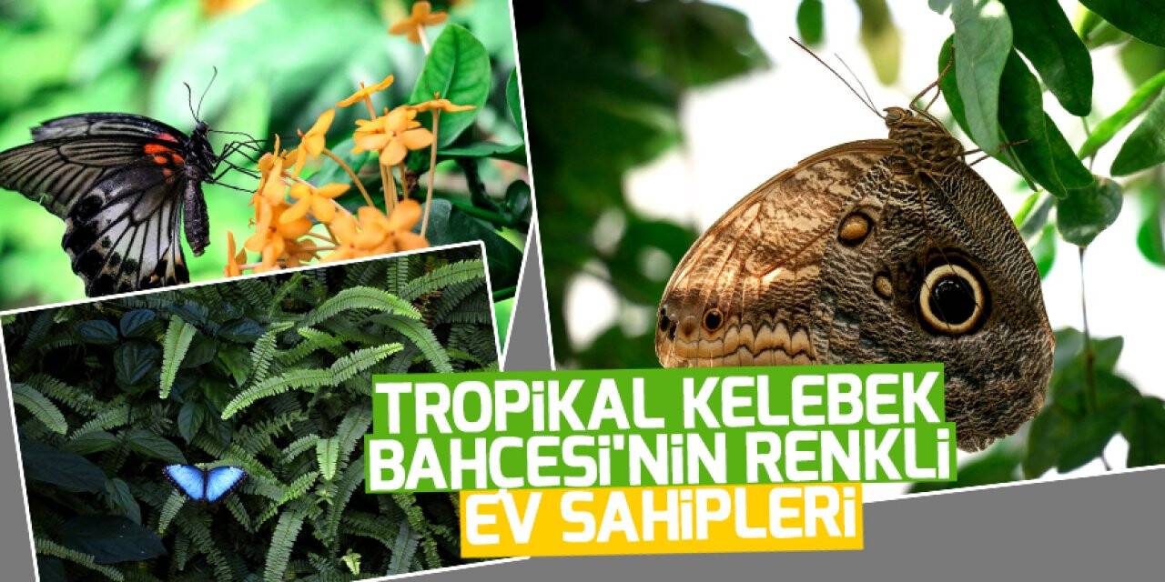 Tropikal Kelebek Bahçesi'nin renkli ev sahipleri