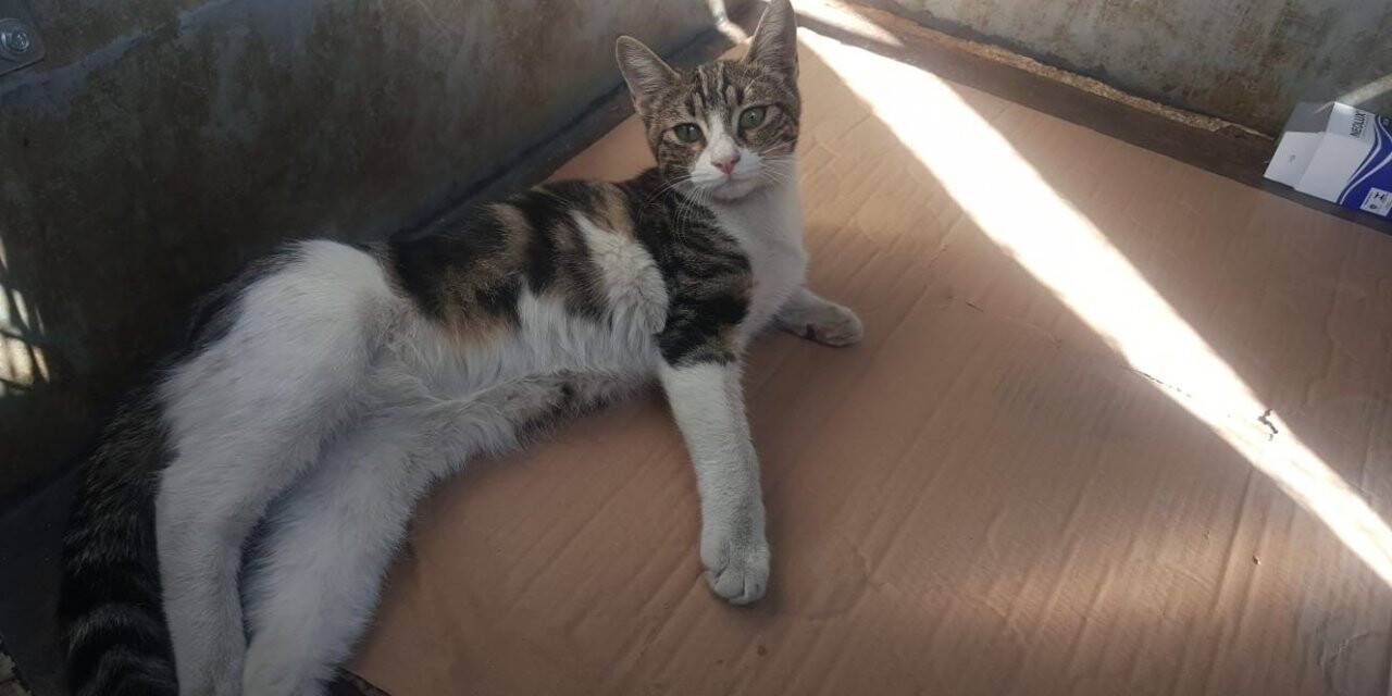 Akşehir Belediyesi yaralı kediye sahip çıktı