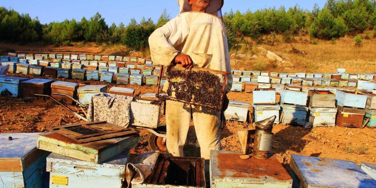 Çam balının merkezinde sıfır rekolte