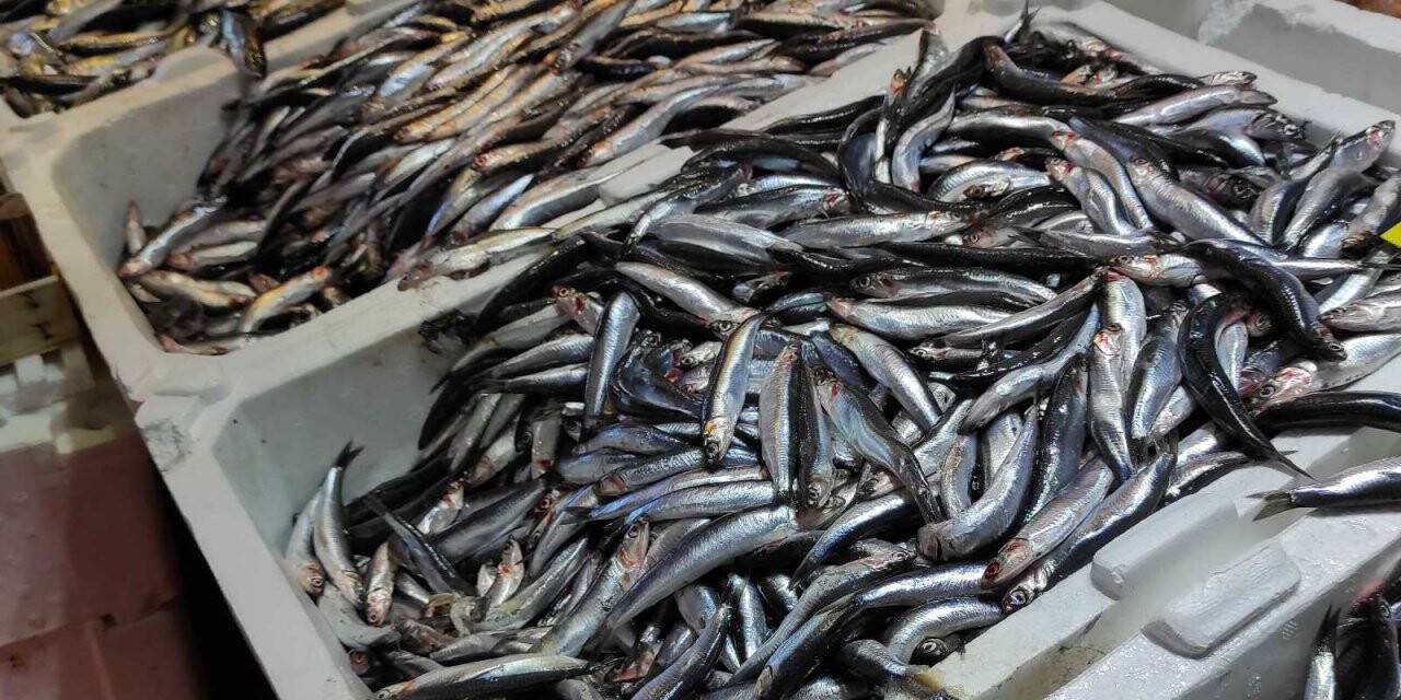 Tezgahlarda lüfer bolluğu devam ediyor