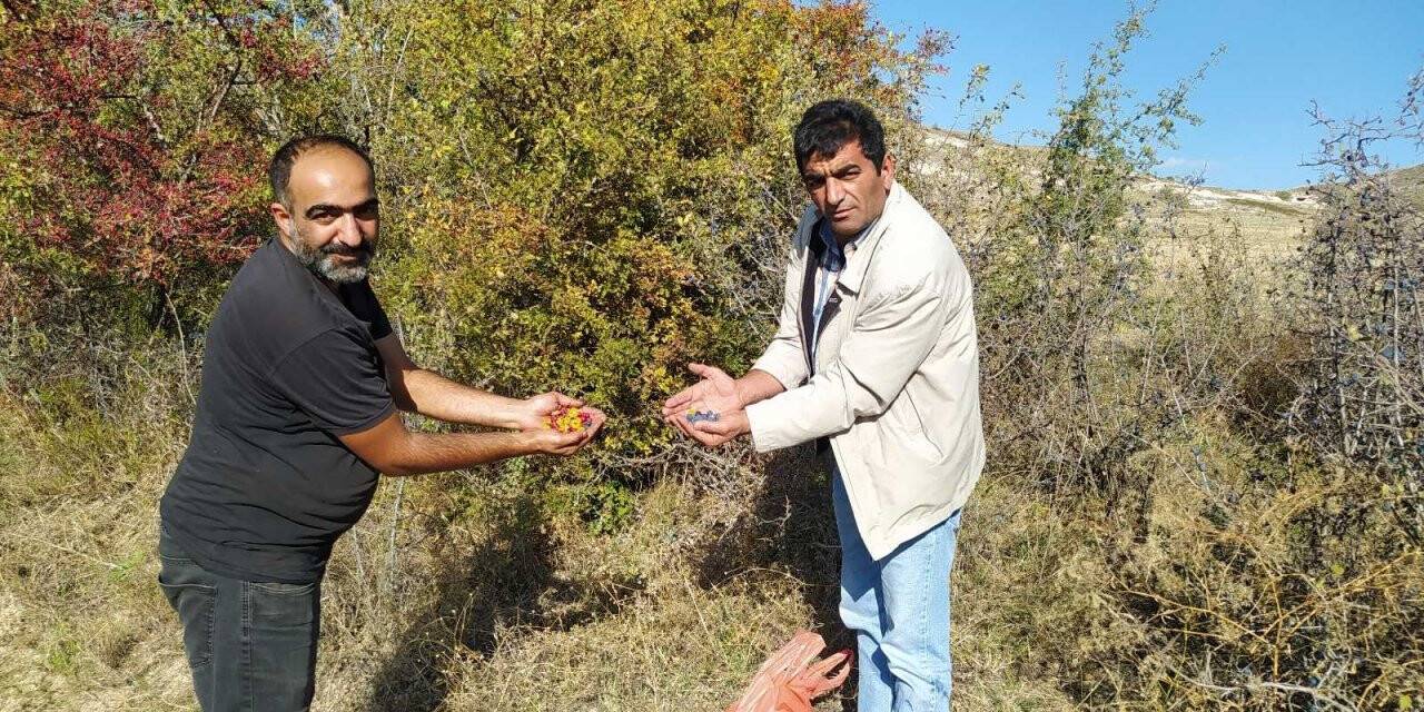 Yunak’ta dağ meyveleri toplanmaya başlandı