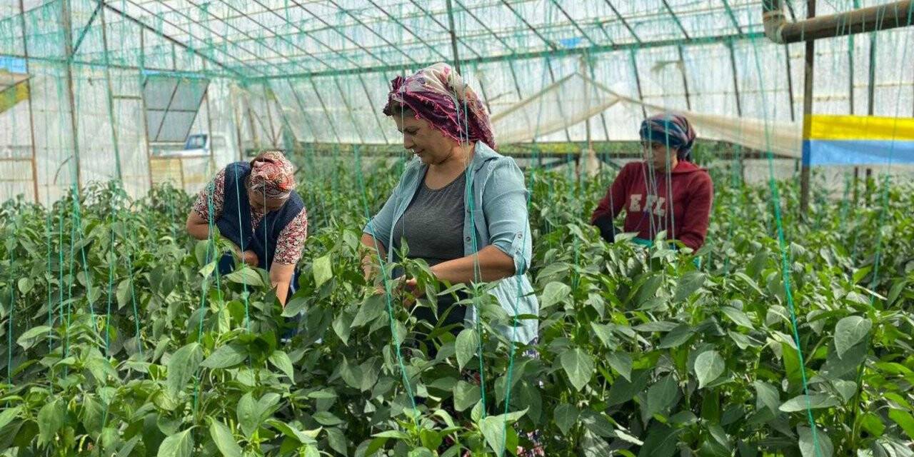 Antalya’da kahvaltılık biber hasadı başladı