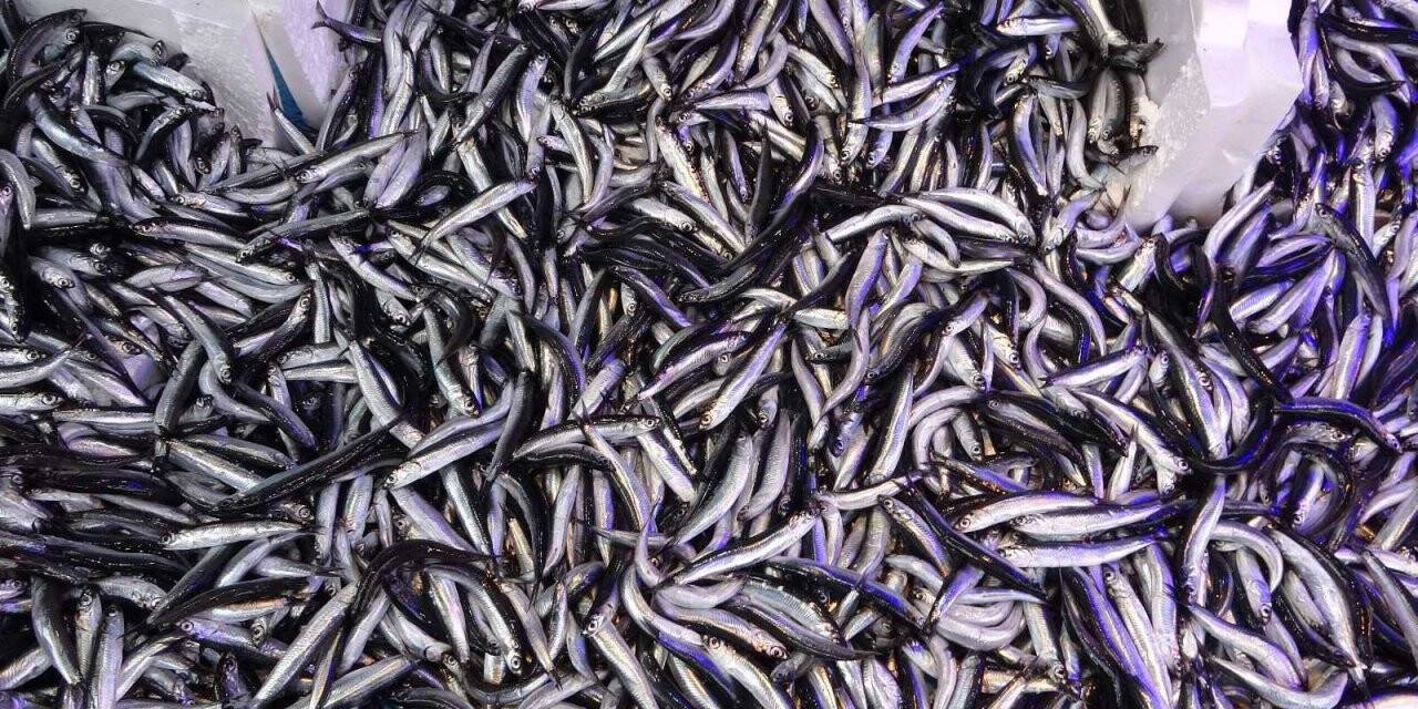 Hamsinin fiyatı 10 TL’ye kadar geriledi!  vatandaş tezgahlara akın etti